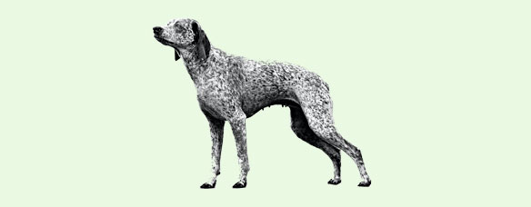 Бурбонский бракк