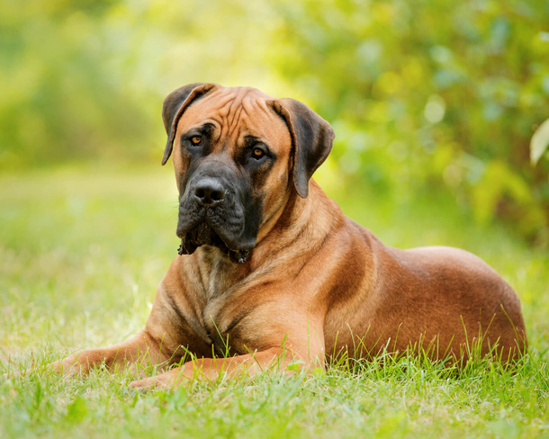 Бурбуль південноафриканський