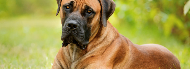 Бурбуль південноафриканський