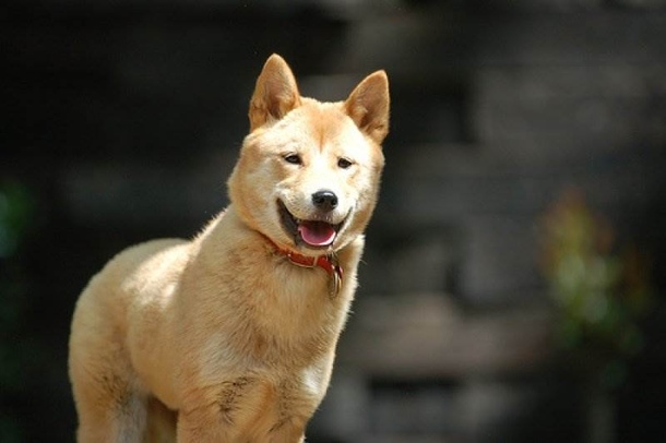 Корейська собака хінді