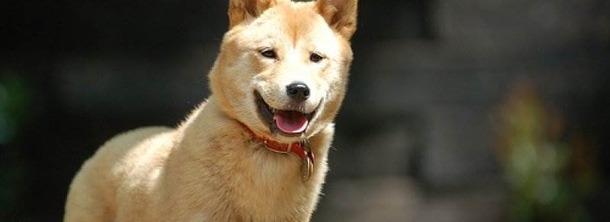 Корейский чиндо