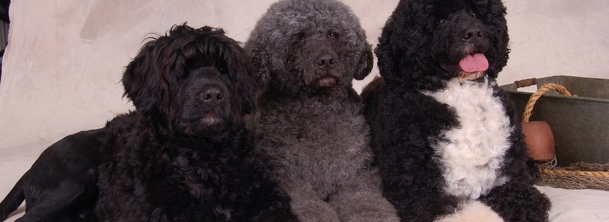 Португальская водяная собака