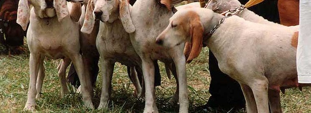 Фарфоровая гончая