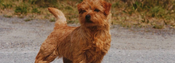 Норфолкський тер'єр