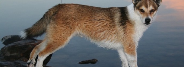 Норвезький лундехунд