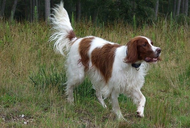 Ірландський червоно-білий сетер