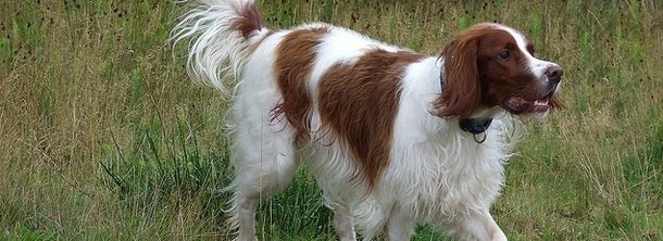 Ірландський червоно-білий сетер