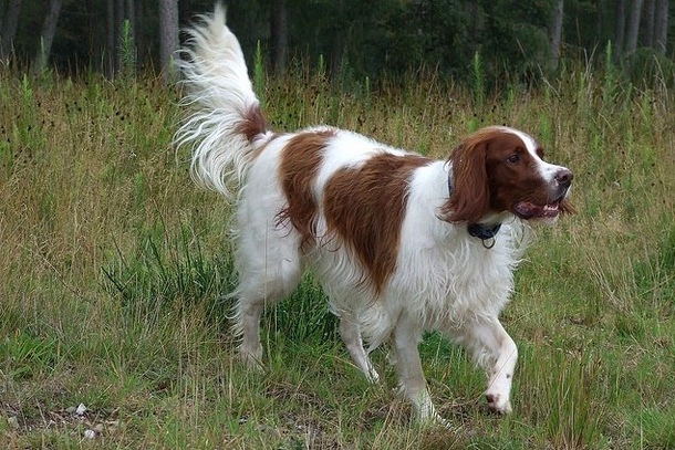 Ірландський червоно-білий сетер