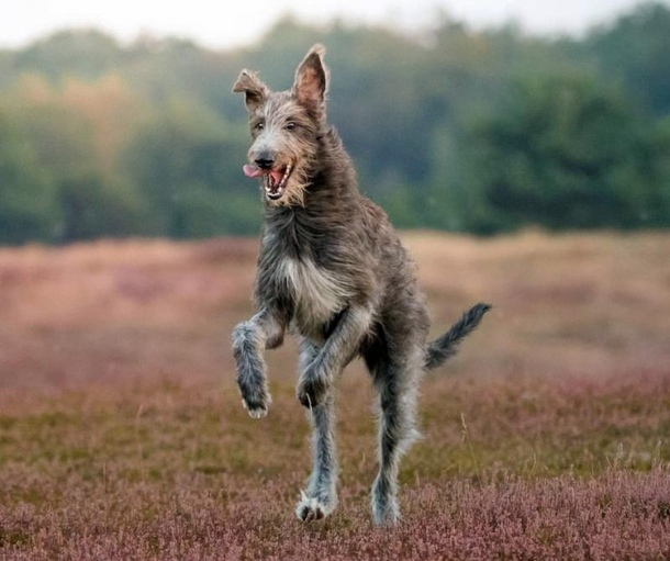 Шотландський дирхаунд
