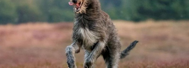 Шотландский дирхаунд