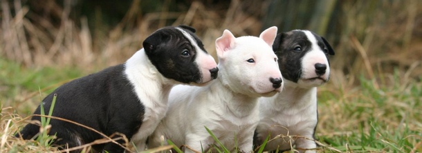 Миниатюрный бультерьер