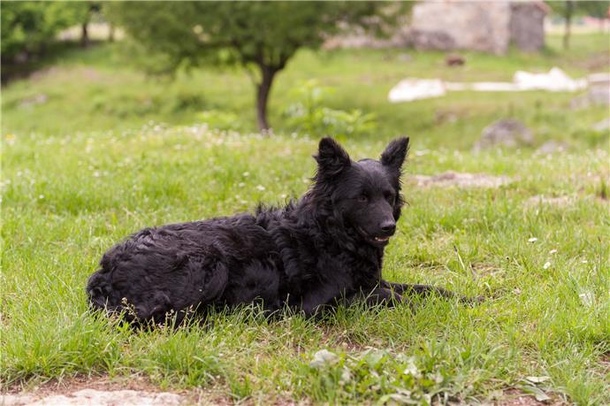 Хорватська вівчарка