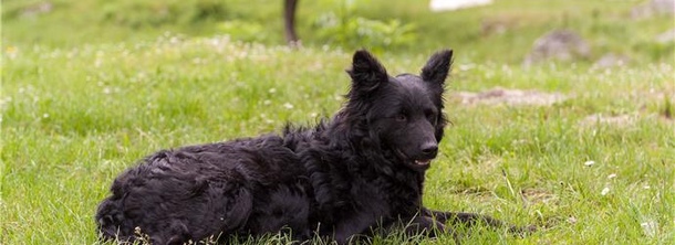 Хорватская овчарка