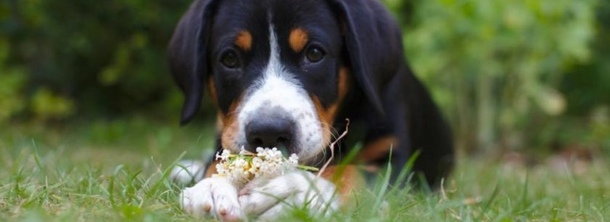 Аппенцеллер зенненхунд