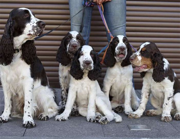 Англійський спрінгер-спанієль