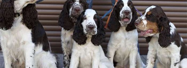 Английский спрингер-спаниель