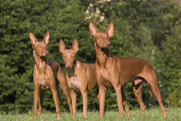 Фараонова собака