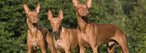 Фараонова собака