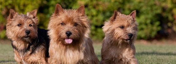 Норвич-тер’єр