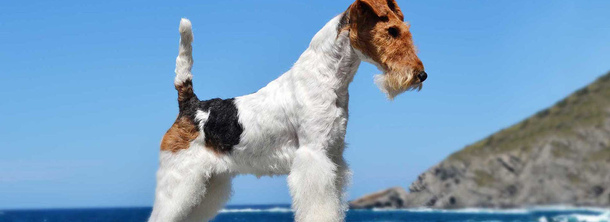 Фокстерьер (жесткошёрстный)