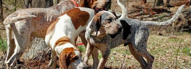 Американский английский Кунхаунд