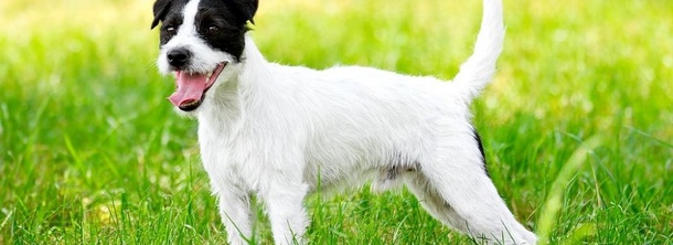 Парсон Рассел тер'єр