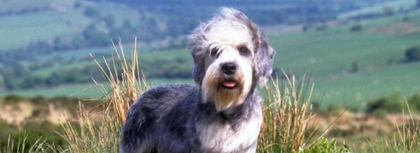 Денди-динмонт-терьер