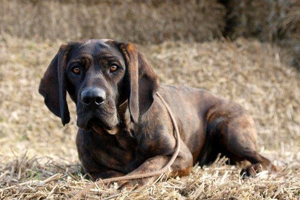 Ганноверський гончак