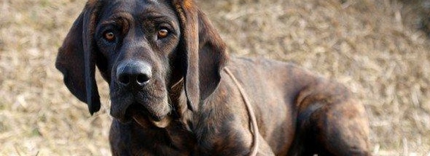 Ганноверская гончая