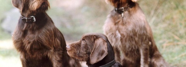 Пудельпойнтер