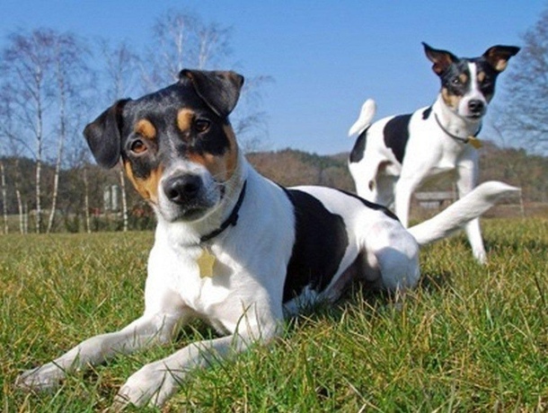 Датско-шведская фермерская собака