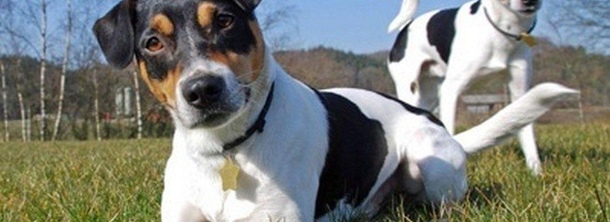 Датско-шведская фермерская собака