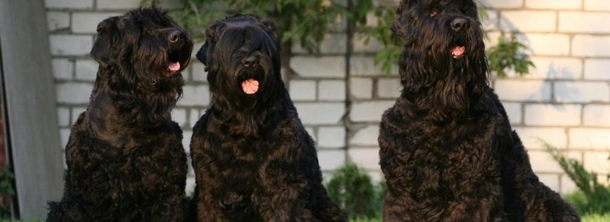 Чорний російський тер'єр