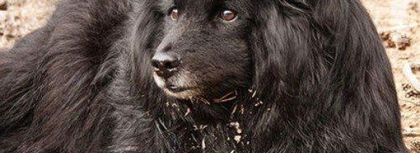 Шведский лапфунд