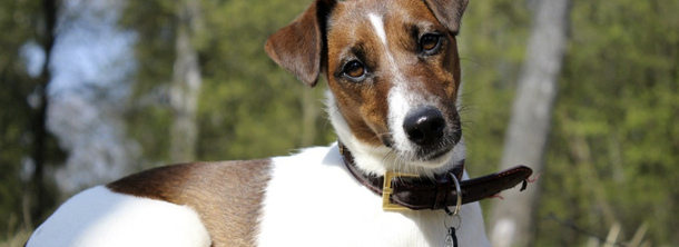 Гладкошерстный фокстерьер