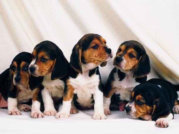 Гамильтонстёваре