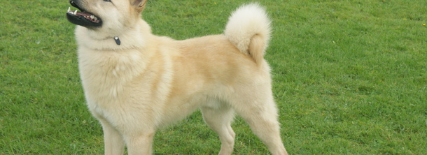 Хеллефорсхунд