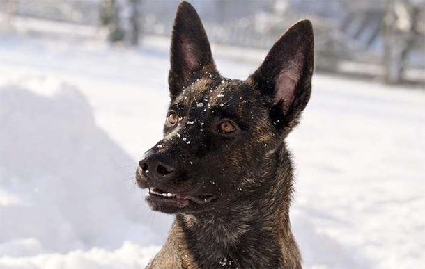 Голандська вівчарка