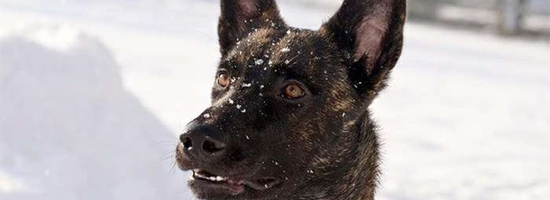 Голандська вівчарка