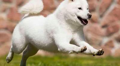 Хоккайдо