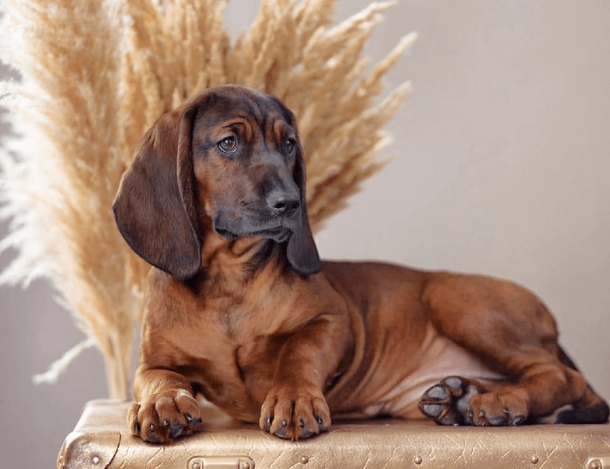 Баварська гірська гонча