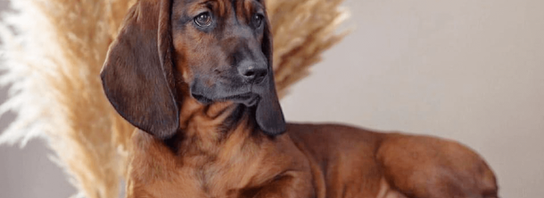 Баварская горная гончая