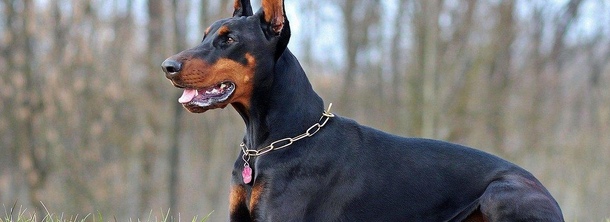 Доберман