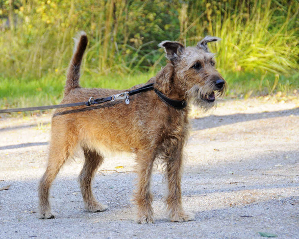 Ірландський тер'єр