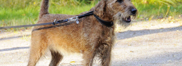 Ірландський тер'єр