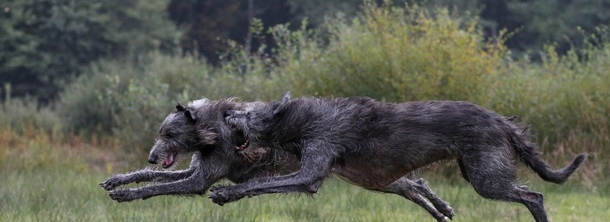 Ирландский волкодав
