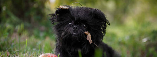 Аффенпінчер