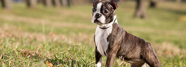 Бостон тер'єр