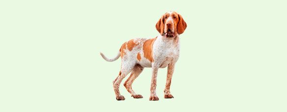 Італійський бракк