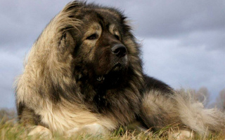 Казвказька вівчарка